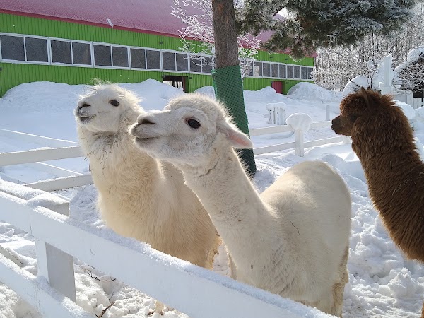 Alpaca Farm 1