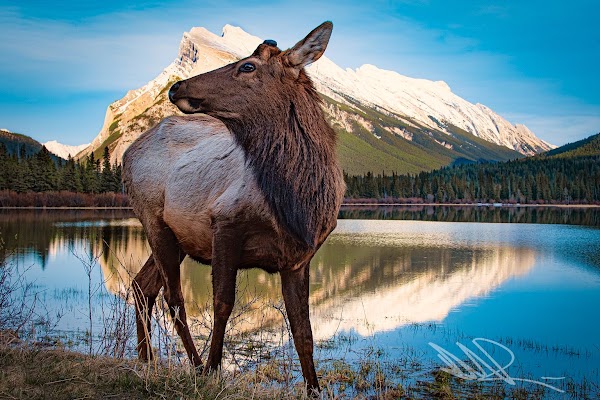 Vermilion Lakes 4