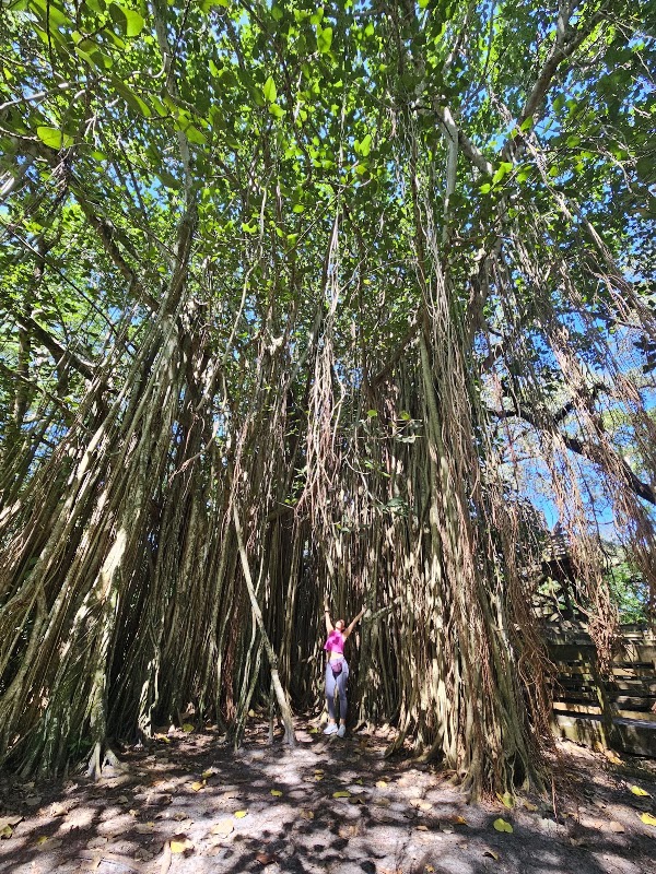 Tree Tops Park 4