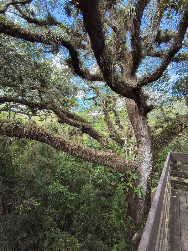 Tree Tops Park 2