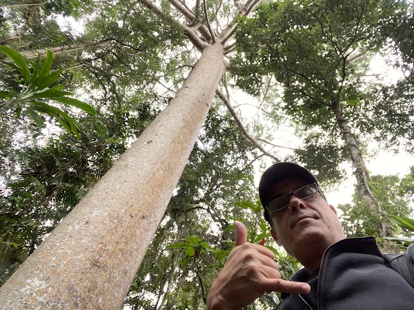 Skyrail Rainforest Cableway 2