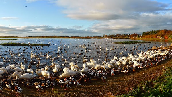 WWT Martin Mere 1