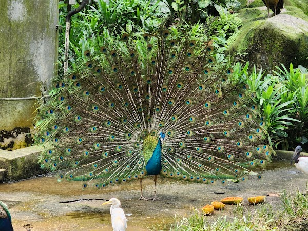 Perdana Botanical Garden 3