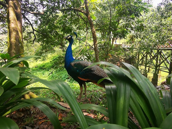 Perdana Botanical Garden 2