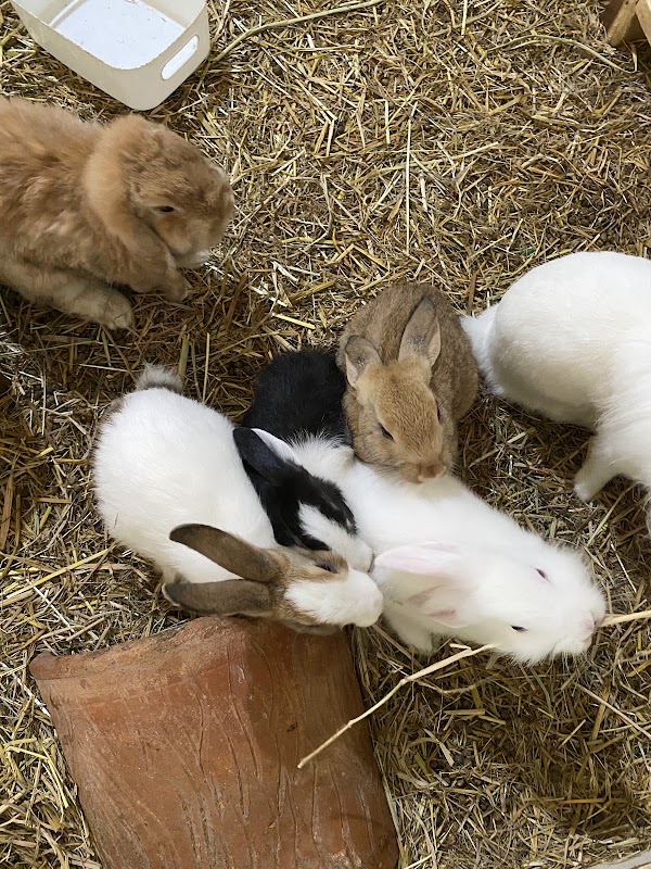 Bunny Story - คาเฟ่กระต่าย 2