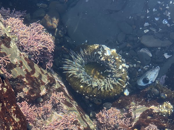 J V Fitzgerald Marine Reserve 2