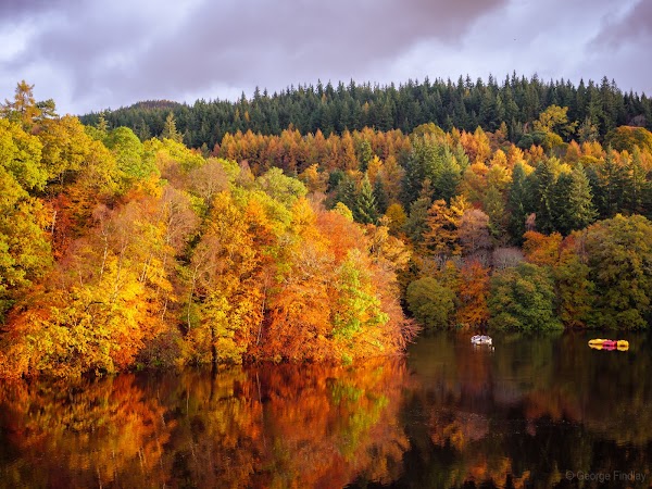 Faskally Forest