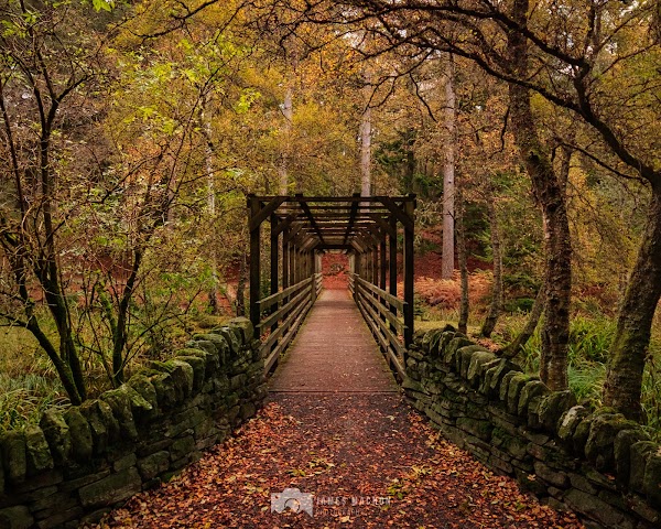 Faskally Forest 5