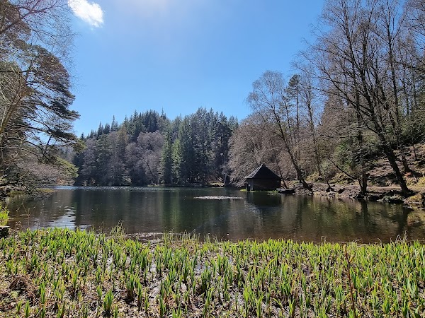 Faskally Forest 3