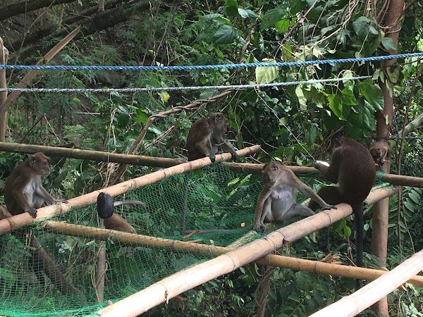 Oslob Macaque Sanctuary 1