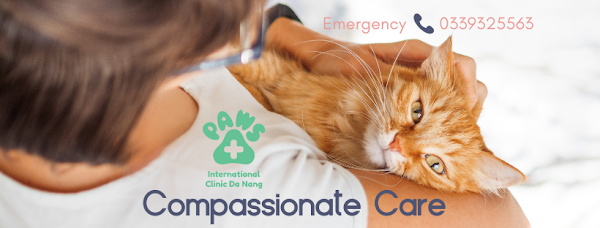 PAWS International Clinic Da Nang 1