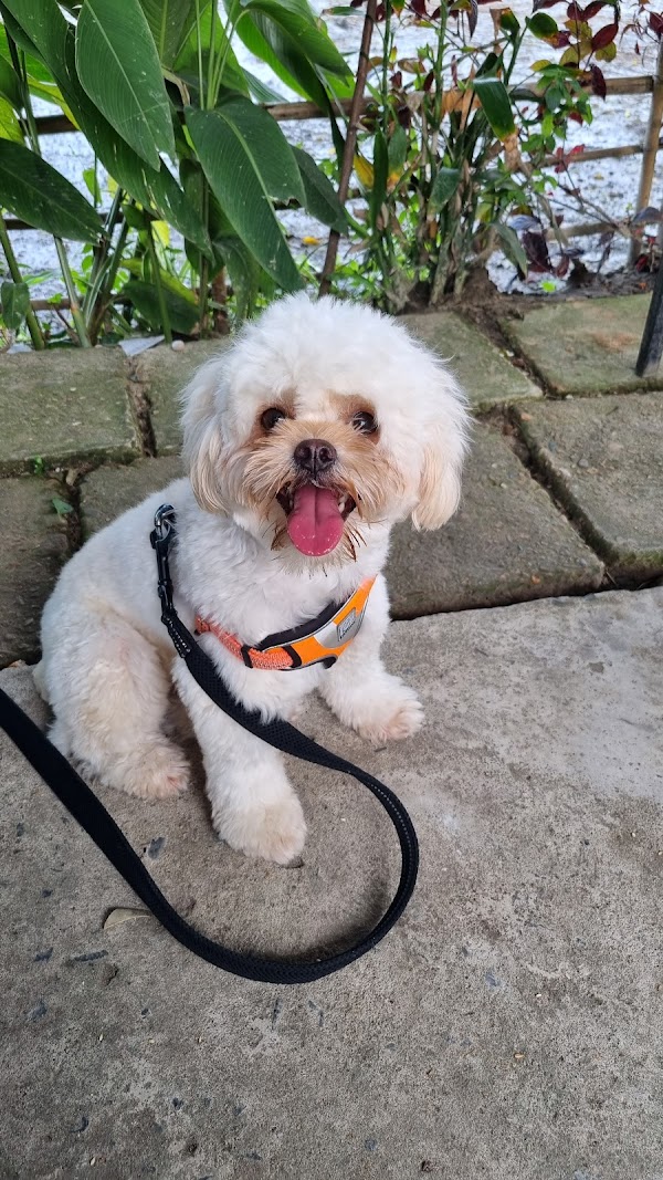 PAWS International Clinic Da Nang 5