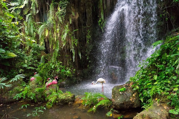 South China Botanical Garden 2