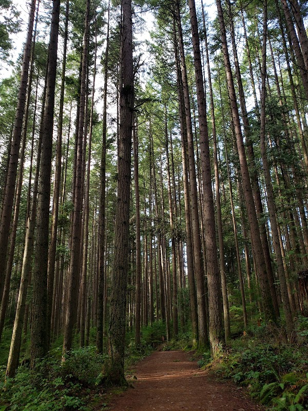 Pacific Spirit Regional Park 5