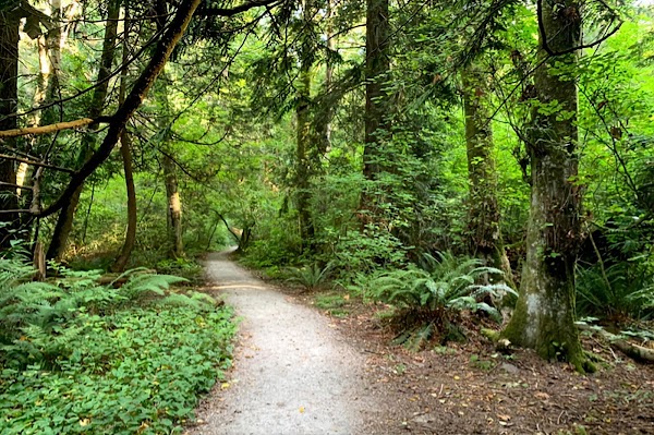 Pacific Spirit Regional Park 2