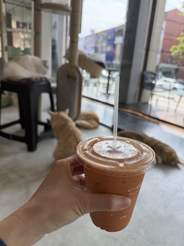 Mali Cat Cafe & Bar 5