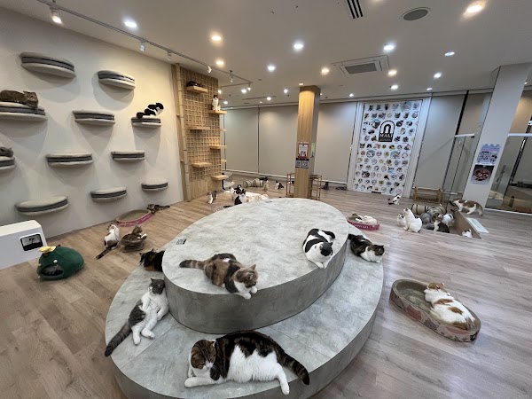 Mali Cat Cafe & Bar 4