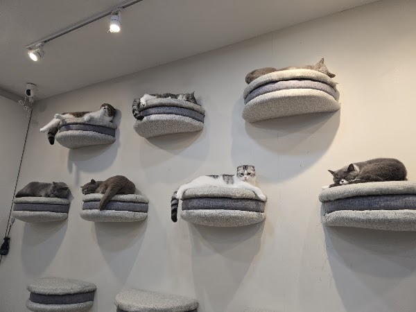Mali Cat Cafe & Bar 3