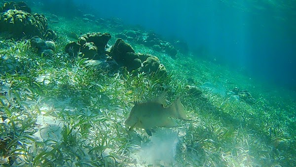 Belize Barrier Reef 2