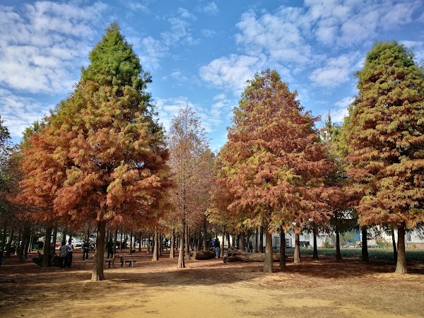 Bald Pine Forest 1