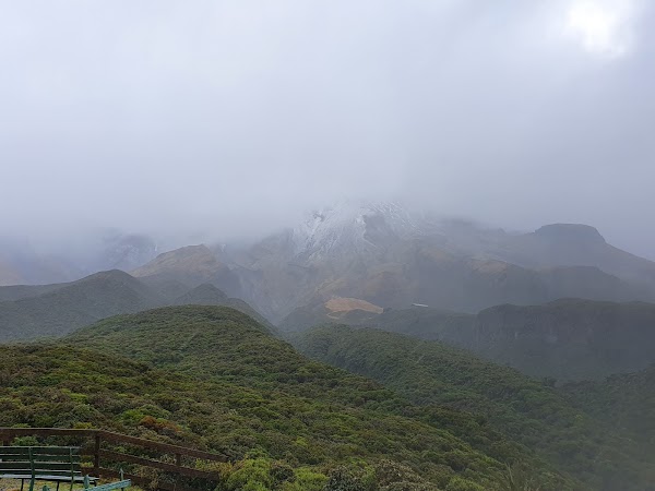 Egmont Forest 2