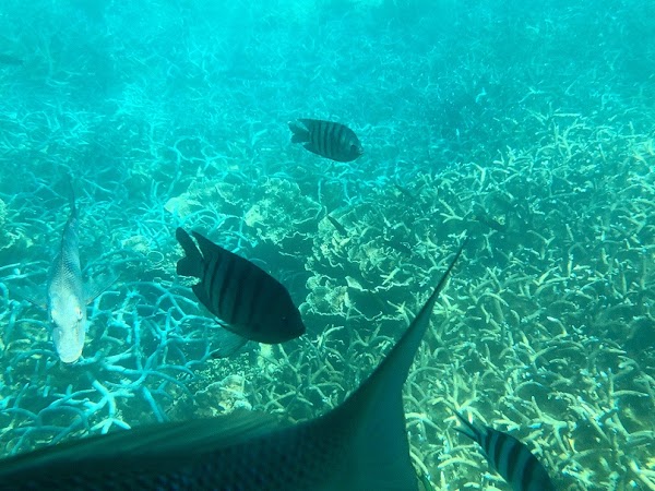 Coral Bay