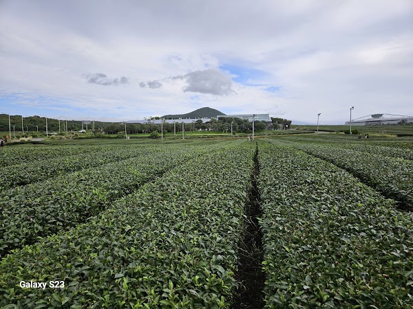 Osulloc Tea Museum 4