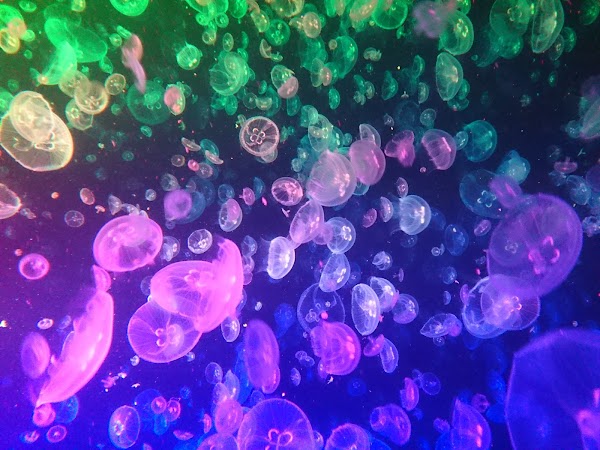 Kamo Aquarium