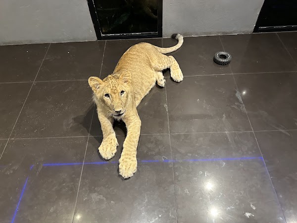 LION HOUSE Phuket 2