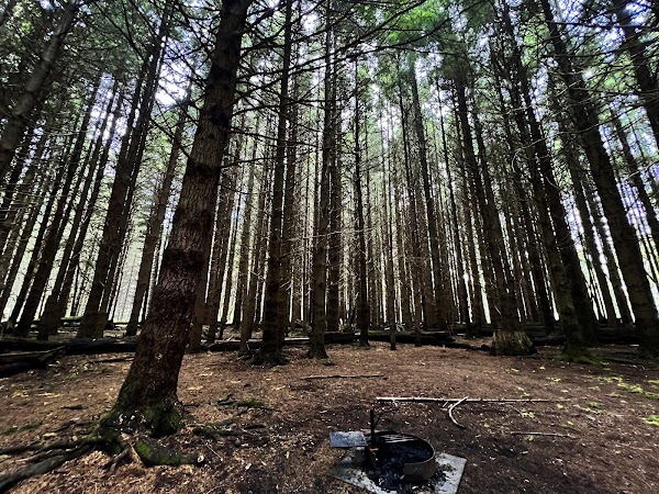 The Firs Picnic Area