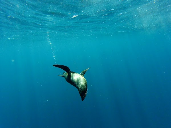 Ngā Motu / Sugar Loaf Islands 3