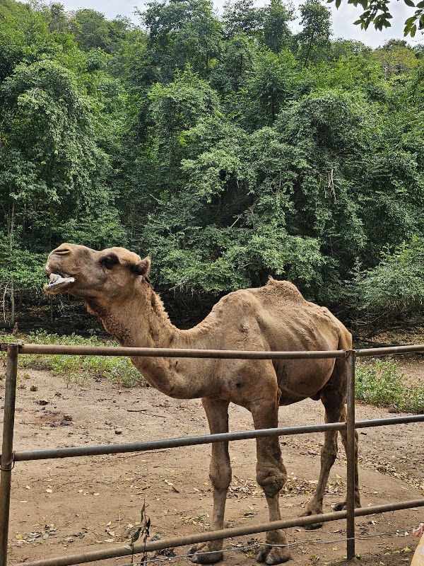 Khao Prathap Chang Open Zoo