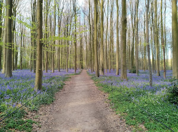 Hallerbos 5