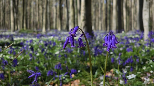 Hallerbos 4