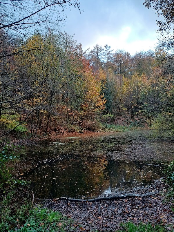 Hallerbos 2