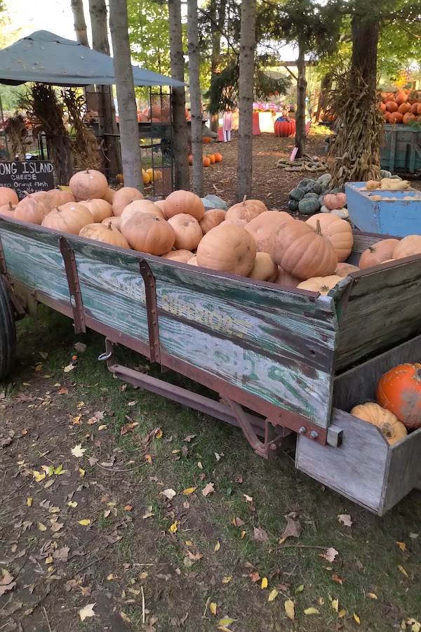 Fall Harvest Farm 4