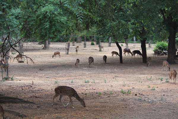 Namada Chilume Deer Park 1
