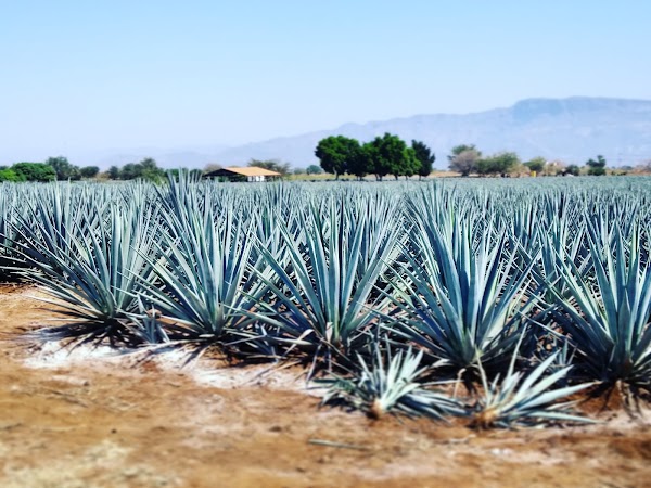 Agave Fields / Fields Mundo Cuervo Agave
