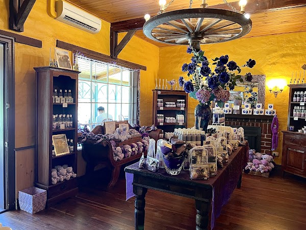 Cape Lavender