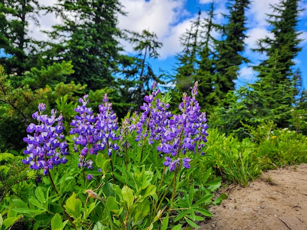 Naches Peak Loop Trailhead 2