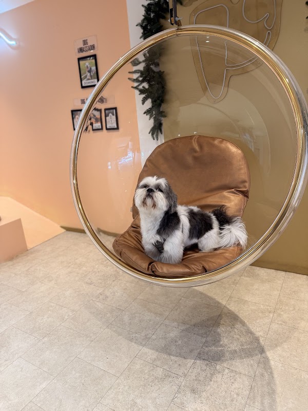 Pawsitive Cafe 3