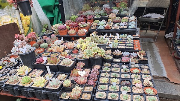 Jongno Flower Market 5