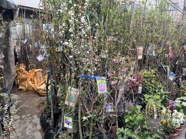 Jongno Flower Market 3