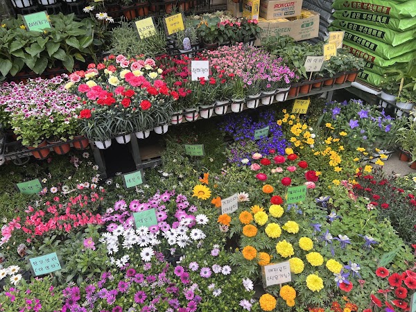Jongno Flower Market 2