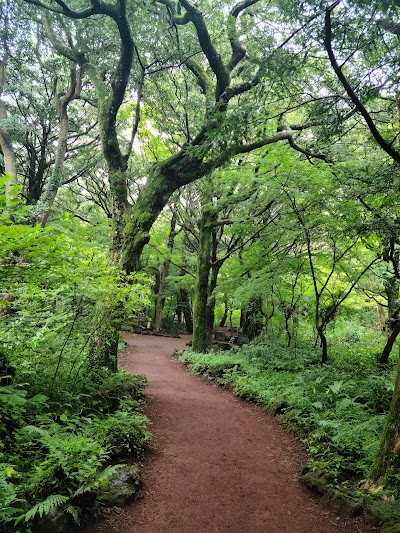 Bijarim Forest 1