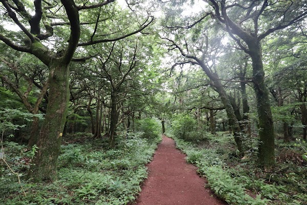 Bijarim Forest 5