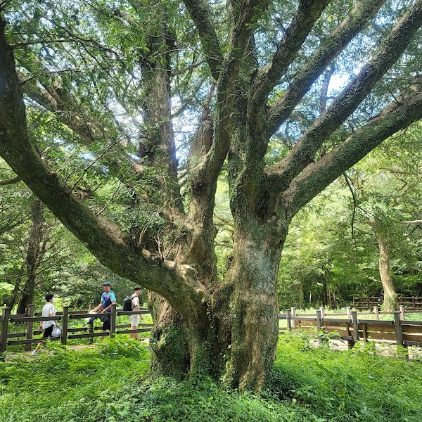 Bijarim Forest 4