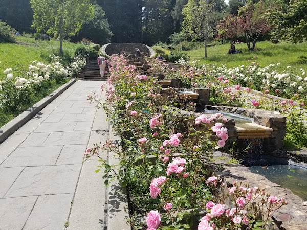 Morcom Rose Garden 1