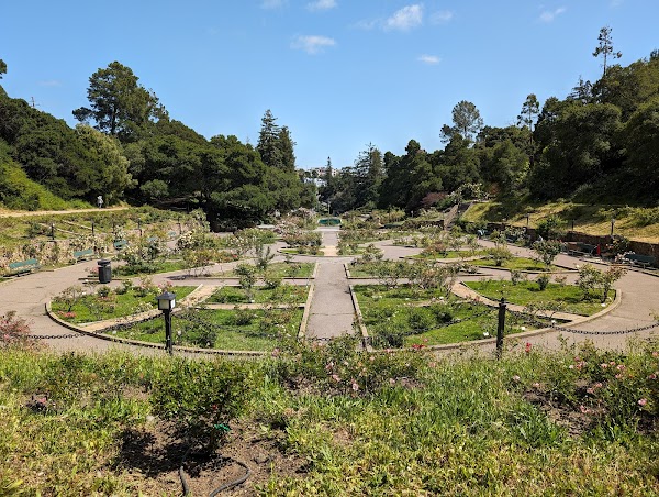 Morcom Rose Garden 5