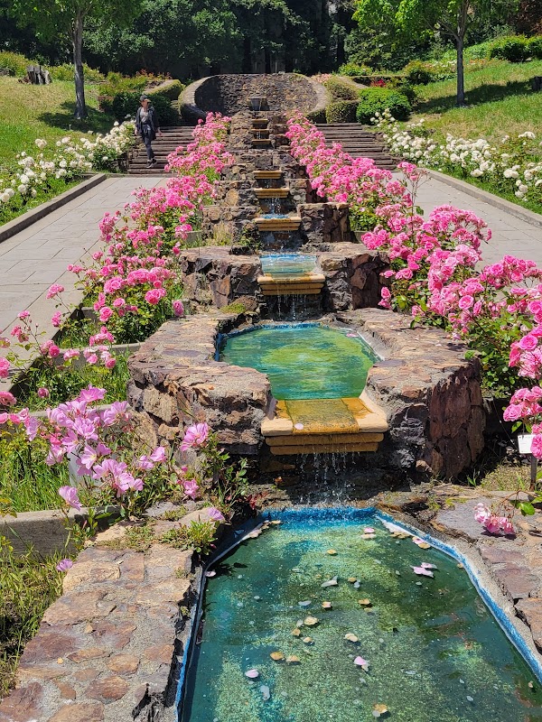 Morcom Rose Garden 4